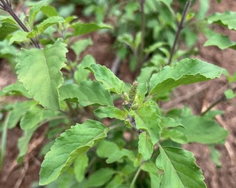 Rama Tulsi aka Holy Basil (Ocimum Tenuiflorum) Live Plant - Indian Tulsi, Tulsai, Sacred Basil