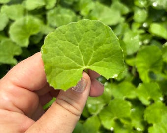 May include: A single bright green, kidney-shaped leaf with a slightly scalloped edge and visible veins, held between fingers, showcasing a smooth texture and a vibrant, fresh appearance against a background of similar lush green foliage.