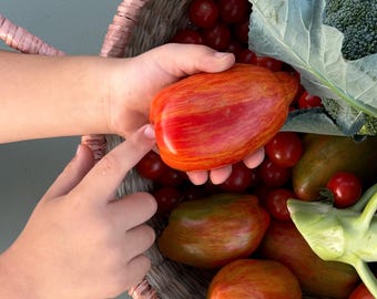 May include: A basket filled with fresh produce, including a large, red and orange striped tomato held by a person. Other tomatoes, broccoli, and cherry tomatoes are also visible. The basket is made of woven material.