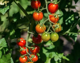 May include: A close-up of a cluster of cherry tomatoes on the vine. The tomatoes range in color from green to vibrant red, with some showing an orange hue. The green leaves provide a contrasting backdrop.