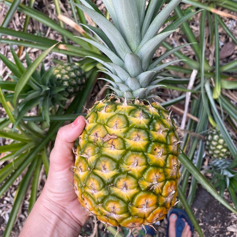 Florida Special Pineapple Live Plant Etsy