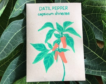 May include: A seed packet with the words "DATIL PEPPER capsicum chinense" in green. The packet features a teal illustration of a datil pepper plant with orange peppers and green leaves. The packet is on a bed of green leaves.