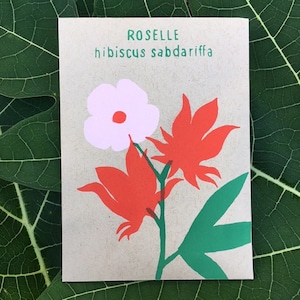 Roselle Seed Packet, 50 seeds