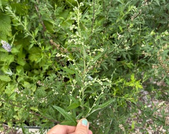 May include: Close-up of green plant with small white flowers. The plant has long, slender leaves and is held by a hand with painted nails. The background is filled with other green plants and foliage.
