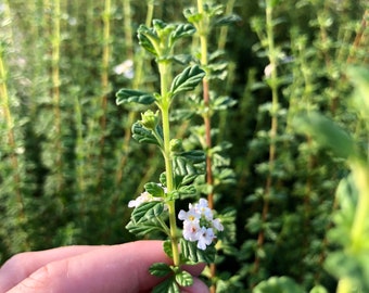 May include: Close-up of a green plant with small white flowers and green leaves. The plant is held by a hand, with a blurred background of similar plants. The plant has a central stem with small leaves and clusters of tiny white flowers.
