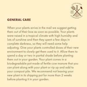 Ashwagandha Live Plant afbeelding 7