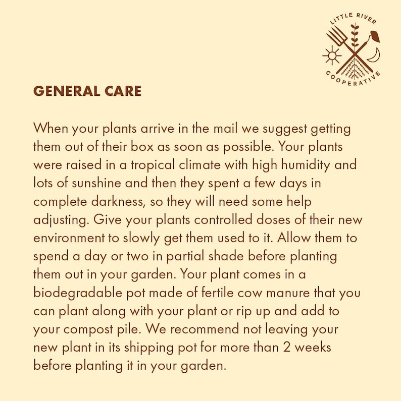 Ashwagandha Live Plant afbeelding 7