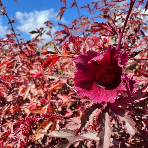 Cranberry Hibiscus Live Plant