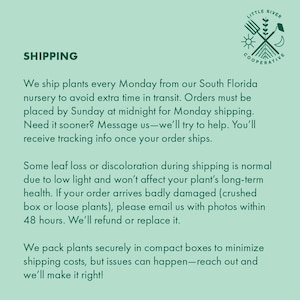 Op de afbeelding: Een lichtgroene achtergrond met het woord "SHIPPING" in donkergroen linksboven. De tekst beschrijft het verzendproces voor planten, inclusief verzenddagen, besteltermijnen en schadebeleid. Rechtsboven staat een cirkelvormig logo.