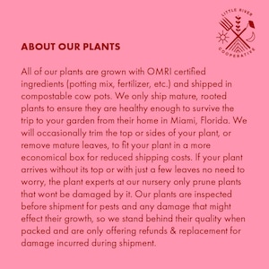 Ashwagandha Live Plant afbeelding 5