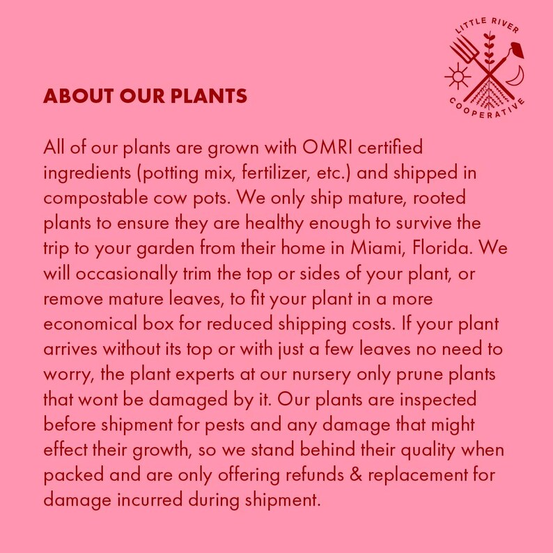 Ashwagandha Live Plant afbeelding 5