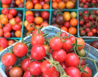 Red Everglades Cherry Tomato Live Plant (Solanum pimpinellifolium) –  Wild Florida Tomato, Currant Everglades Tomato
