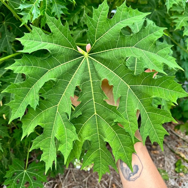 Chaya Tree Spinach Live Plant