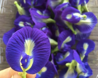 Clitoria, Butterfly Pea Vine Live Plant