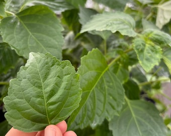 May include: A vibrant green plant leaf with a serrated edge and a prominent central vein. The leaf surface displays a textured, slightly crinkled appearance with a glossy finish, showcasing a network of fine veins spreading across the blade.