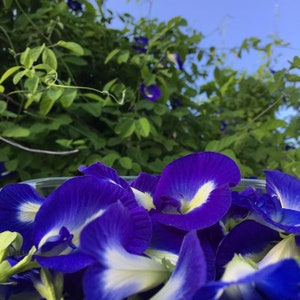 Aparajita Live Plant - Etsy