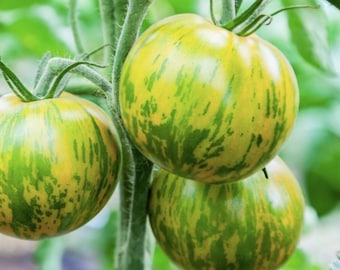 May include: Close-up of three green and yellow striped tomatoes on the vine. The tomatoes are round and have a vibrant color pattern. The image is a close-up shot, highlighting the texture and details of the tomatoes.