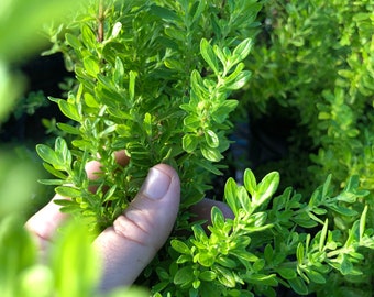 Costa Rican Mint (Satureja viminea) Live Plant - Kama Sutra Mint, Jamaican Mint Tree