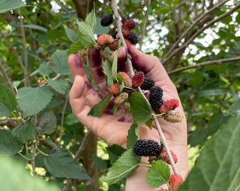 May include: A hand reaches up to a branch of a mulberry tree, picking ripe black and red mulberries. The hand is stained purple from the juice of the berries.