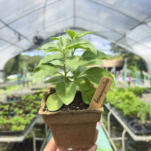 Op de afbeelding: Een kleine Ashwagandha-plant in een vierkante, bruine pot. De plant heeft groene bladeren en een houten label met de tekst "Ashwagandha". De achtergrond toont een kas met andere planten.