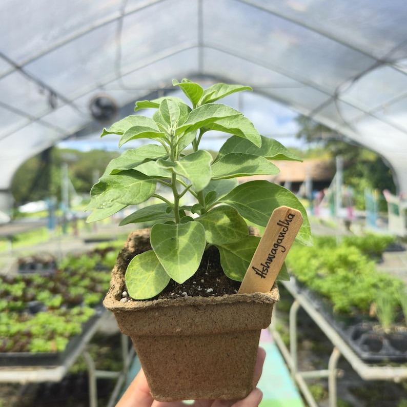 Op de afbeelding: Een kleine Ashwagandha-plant in een vierkante, bruine pot. De plant heeft groene bladeren en een houten label met de tekst "Ashwagandha". De achtergrond toont een kas met andere planten.