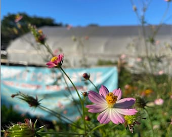 May include: Close-up of pink and yellow cosmos flowers in a garden setting. The flowers have delicate petals and a bright yellow center. A blue banner is visible in the background, with a greenhouse and clear blue sky.