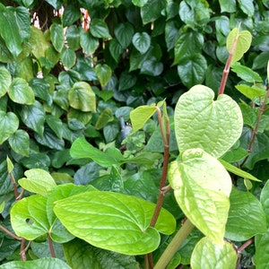 Betel Leaf Vine Live Plant