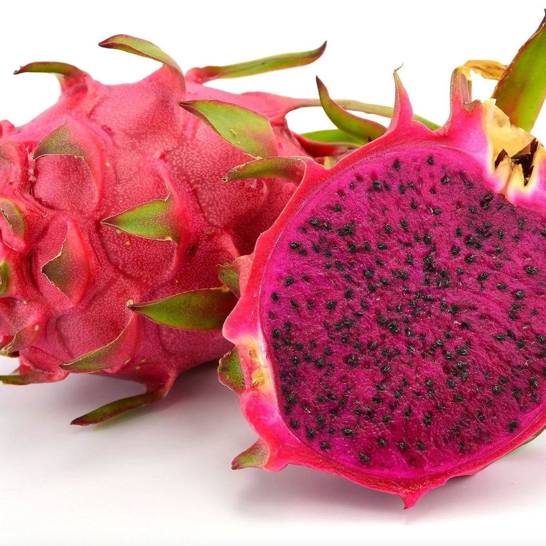 Red Fleshed Dragon Fruit edgars Baby Live Plant Etsy