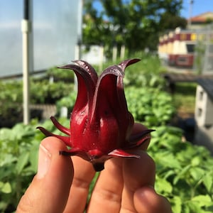 Roselle Live Plant!