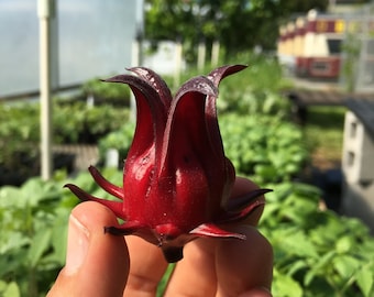 Roselle (Hibiscus Sabdariffa) Live Plant - Florida Cranberry, Flor de Jamaica, Asian Sour-Leaf