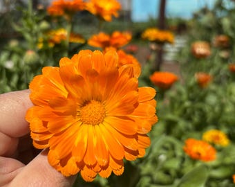 May include: Close-up of a vibrant orange calendula flower with multiple layers of petals. The flower is held in a hand, with a blurred background of other calendula flowers and green foliage. The flower's center is a darker shade of orange.