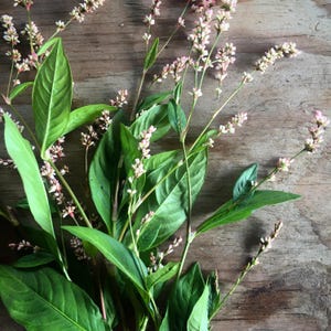 Japanese Dyeing Indigo Live Plant