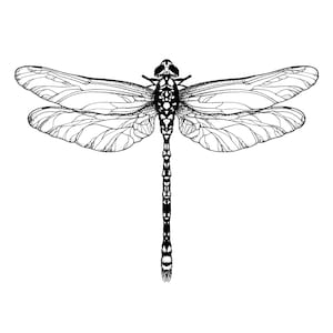 May include: A black and white line drawing of a dragonfly with intricate wing details.