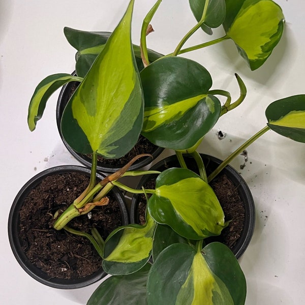 Philodendron Brasil starter plant