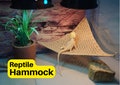 Reptile Hammock for Bearded Dragon & Leopard Geckos | Bearded Dragon Hammock | Lizard Hammock | Pet Hammock | Reptile Swing | Corner Hammock product logo