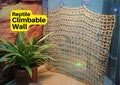 Reptile Climbable Wall | Climbing Wall for Reptiles | Reptile Climbable Background for Bearded Dragons, Leopard Geckos, Anoles product logo