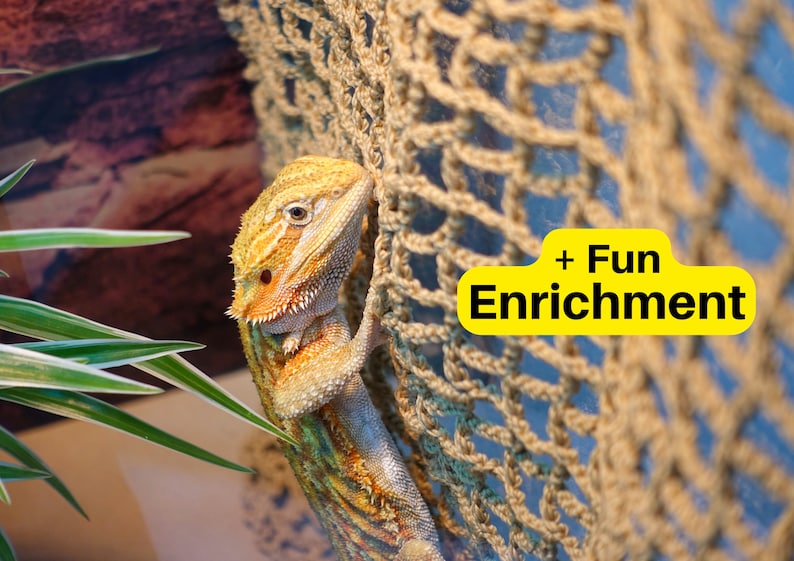 Reptile Climbable Wall Climbing Wall for Reptiles Reptile Etsy Australia