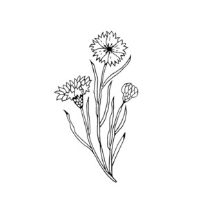 May include: A black and white line drawing of a bouquet of three cornflowers.