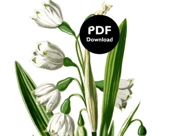 Snowdrops Cross Stitch Pattern