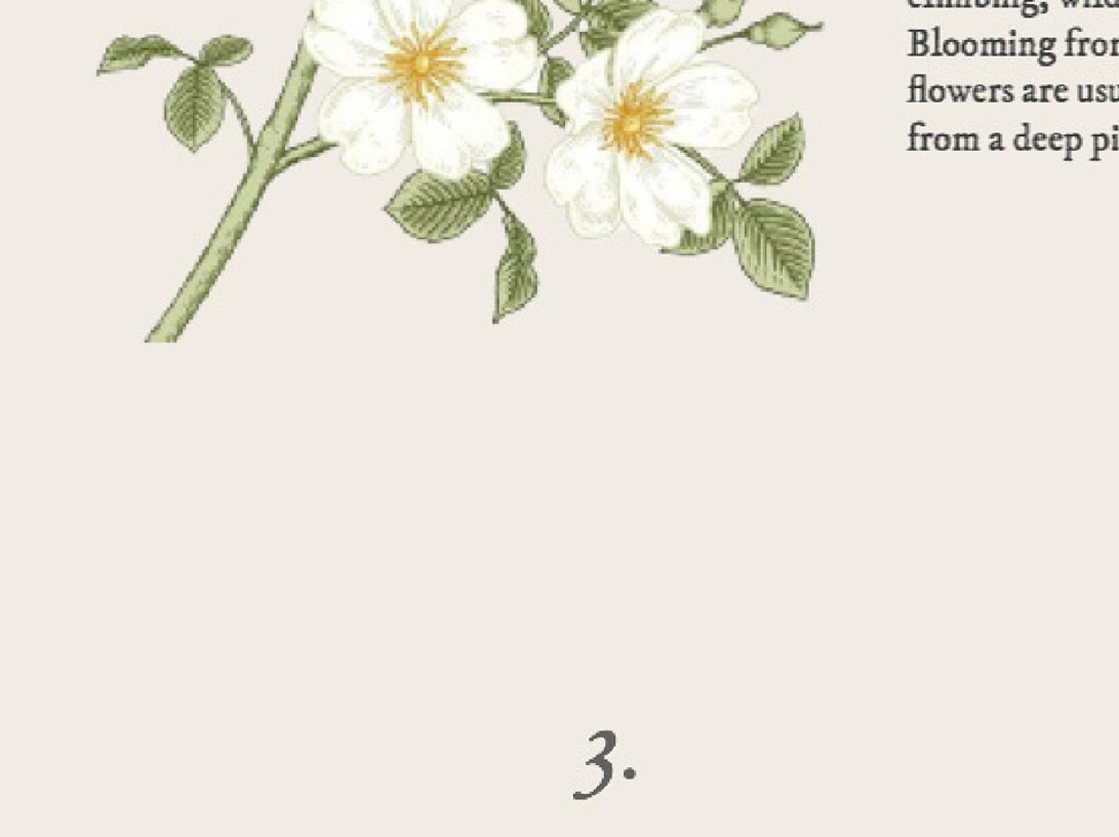 Vintage Dog Rose Floral Poster Antique Botanical Print With - Etsy