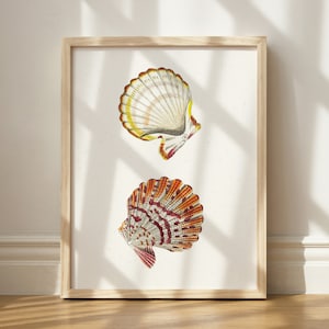 Scallop Shell Print, Illustrated Seashell Art, Aesthetic Ocean Decor, Costal Cowgirl Print, Costal Dorm Decor, Printable Gallery Wall Print