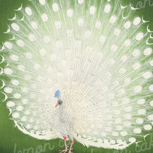 Puede incluir: Un pavo real blanco con las plumas de la cola extendidas en forma de abanico. El pavo real est&aacute; de pie sobre un fondo verde.