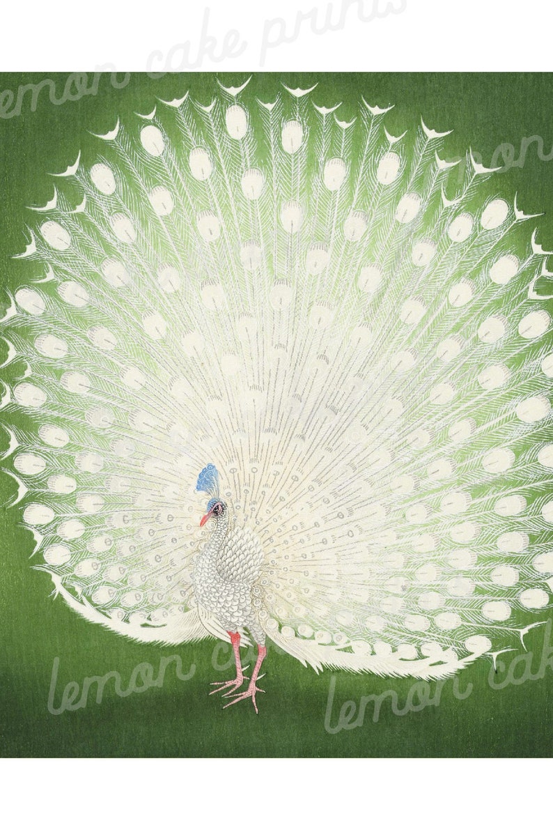Puede incluir: Un pavo real blanco con las plumas de la cola extendidas en forma de abanico. El pavo real est&aacute; de pie sobre un fondo verde.