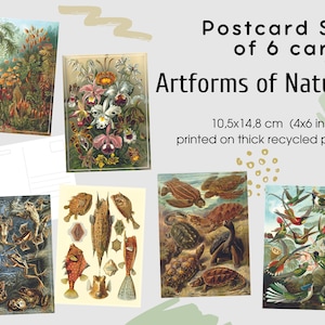 Postkarten Set (6 Karten) Artforms of Nature Vintage Malerei von Ernst Haeckel, 10x15cm