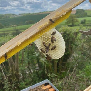 May include: A wooden frame holding a honeycomb, with bees clustered on the comb. The honeycomb is a pale yellow, and the bees are brown and black. The background shows a green field and a cloudy sky.
