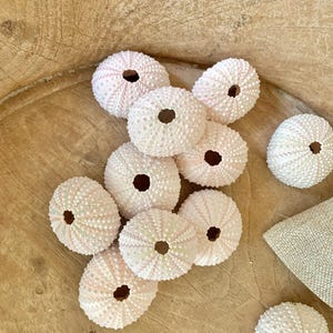 Set of 3 Sea Urchin Shells