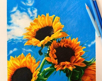 Sunflower Drawing Prints