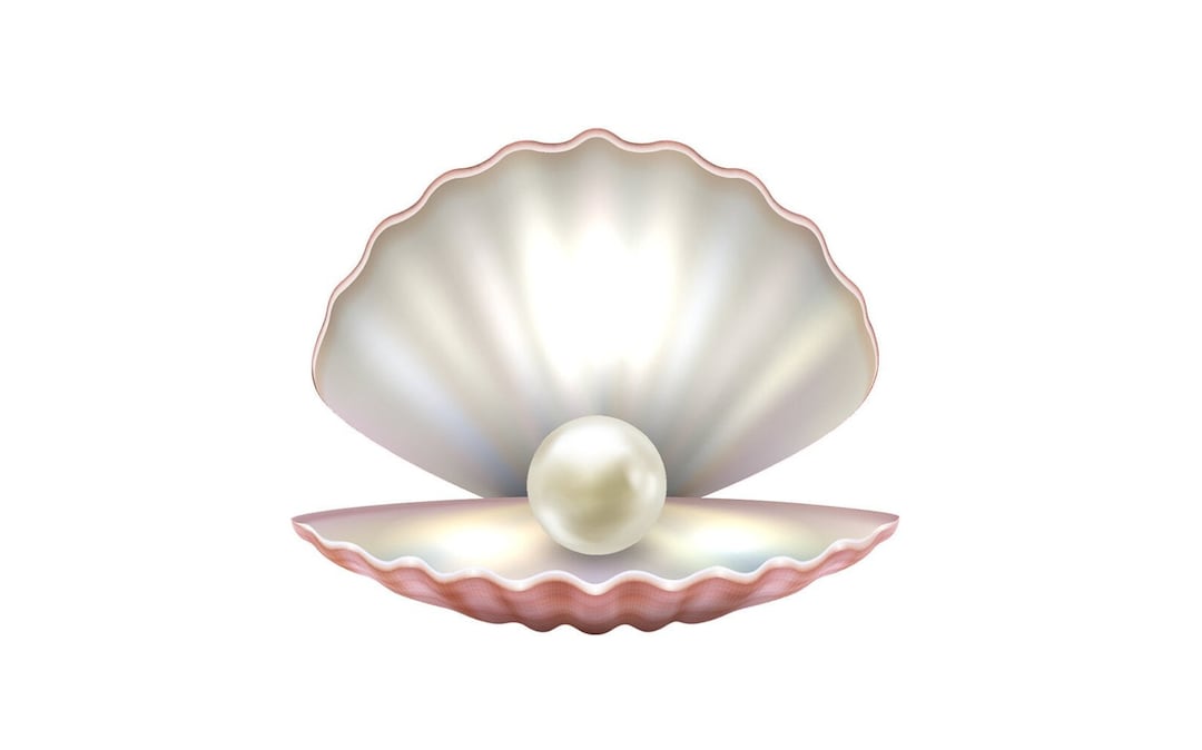 Clam Shell Sticker Lg Clam Shell Car Hood Decal — Premium Fabric Art Car Decal, Peel ...