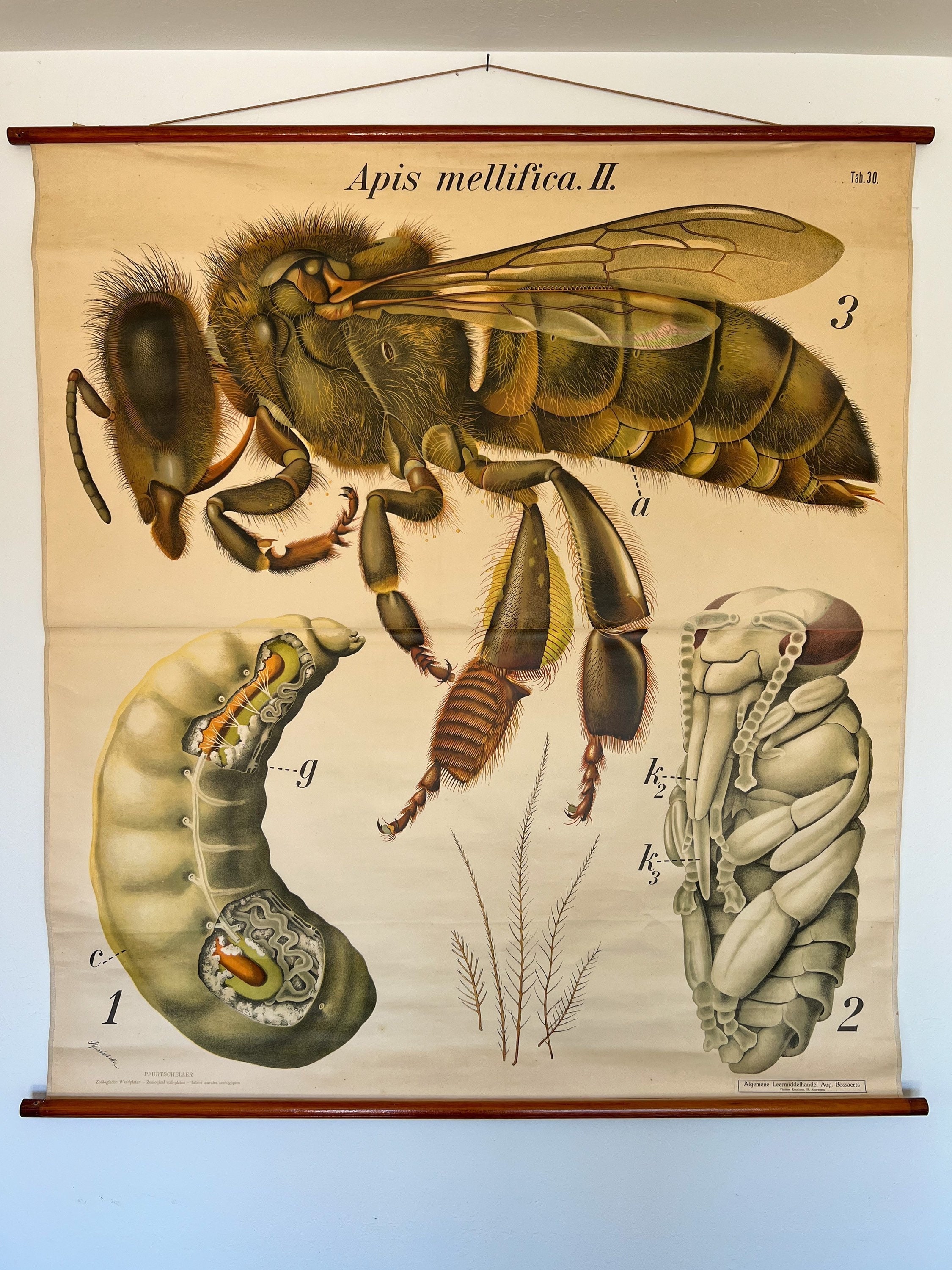 Apis Mellifera - Honey Bee Hand Towel - Because Tees