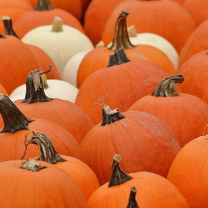 Printable Image: Pumpkins! | Direct Download